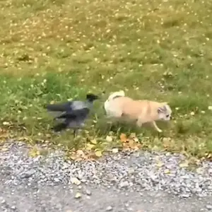 Vicious Birds