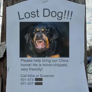 Nice Dog