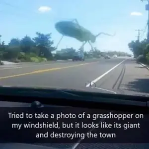 Grass Hopper