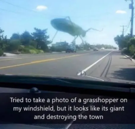 Grass Hopper