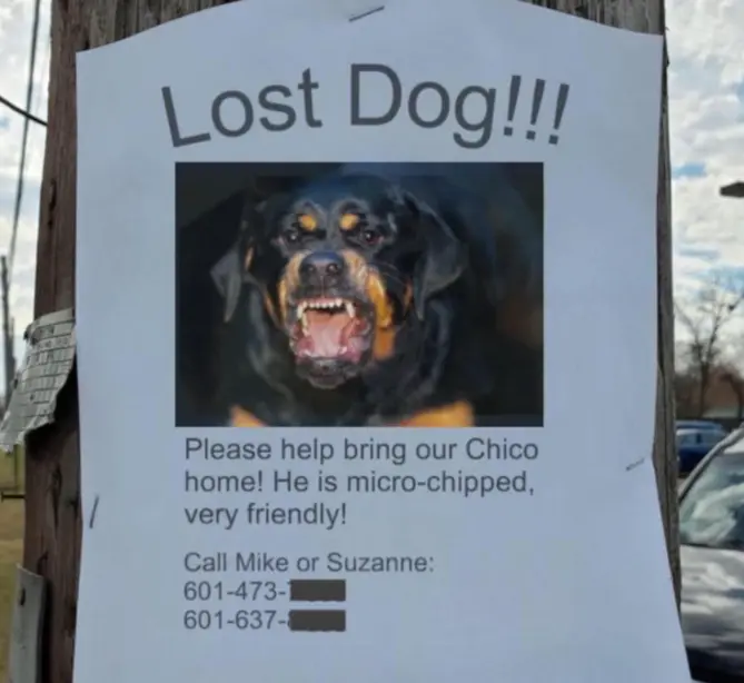 Nice Dog